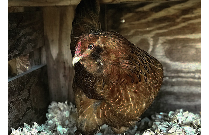 an americana chicken sitting inside the nesting box