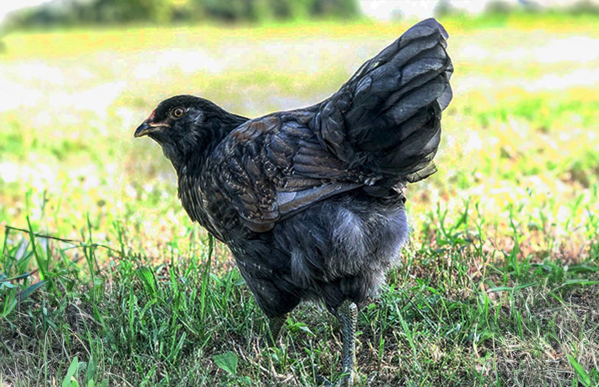Americana Chicken: A Hatchery-Created Easter Egger