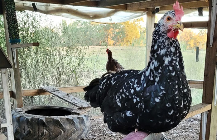 an ancona chicken hen