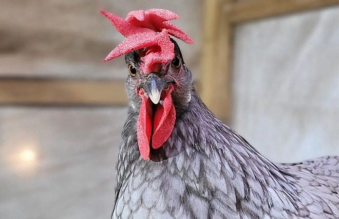an andalusian chicken