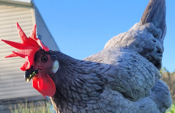 an andalusian chicken