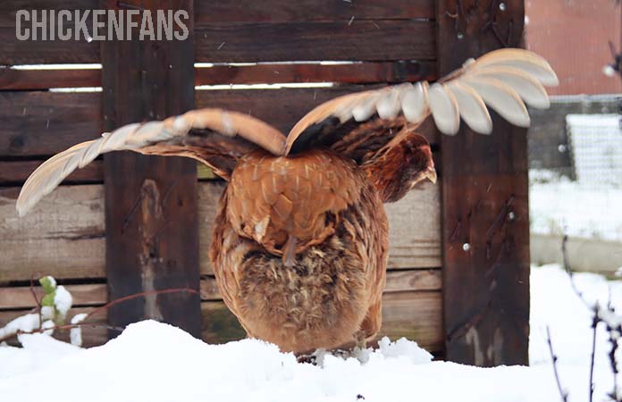 an araucana chicken spreading its wings