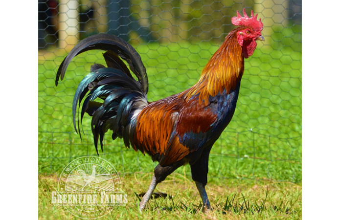 an ayam ketawa rooster