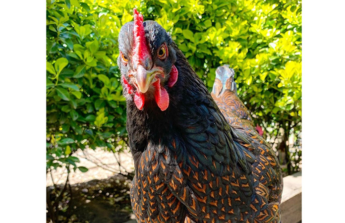 Barnevelder chicken close up