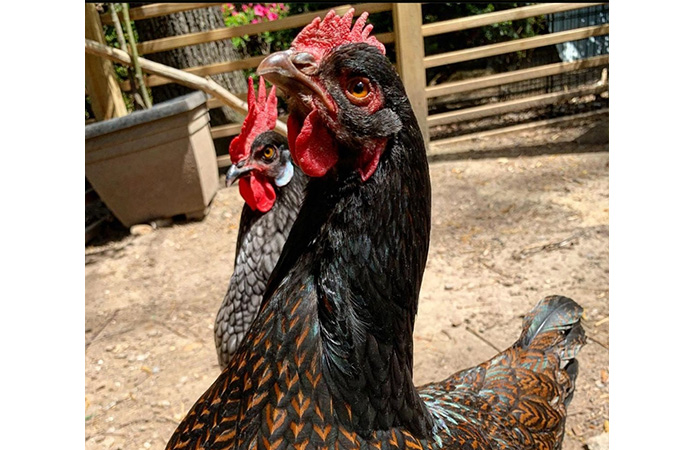 a barnevelder chicken