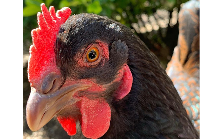 a close up of a barnevelder chicken