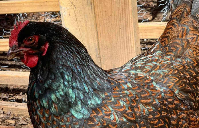 a barnevelder chicken