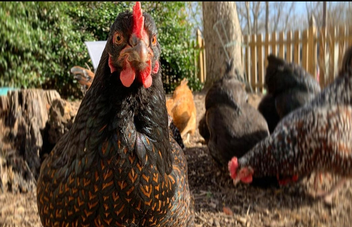 a barnevelder chicken