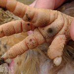 a black marking on a chickens foot is a sign of bumblefoot in chickens