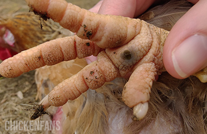 a black marking on a chickens foot is a sign of bumblefoot in chickens