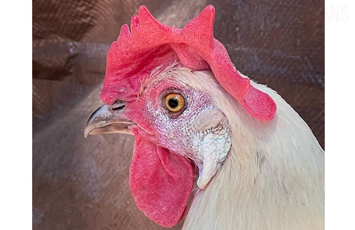 a close up of a california white chicken