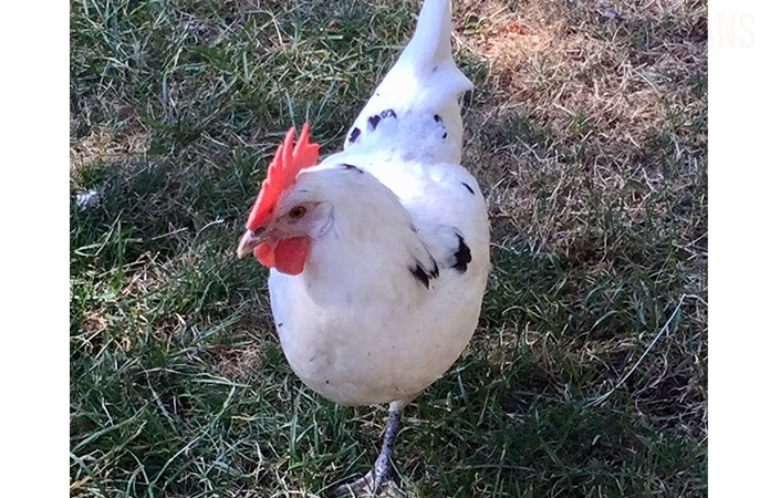 a california white hen