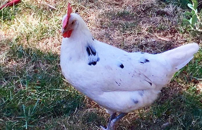 a california white hen