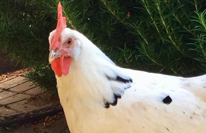 california white hen