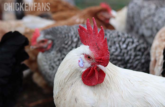 a white chicken looking away