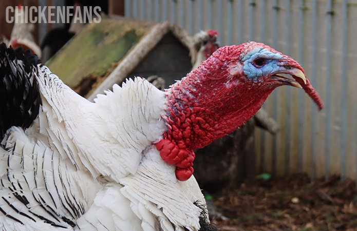 a gobbling turkey