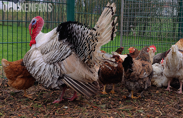 Can Chickens And Turkeys Live Together?