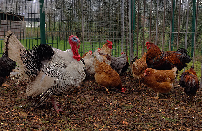 a turkey with chickens