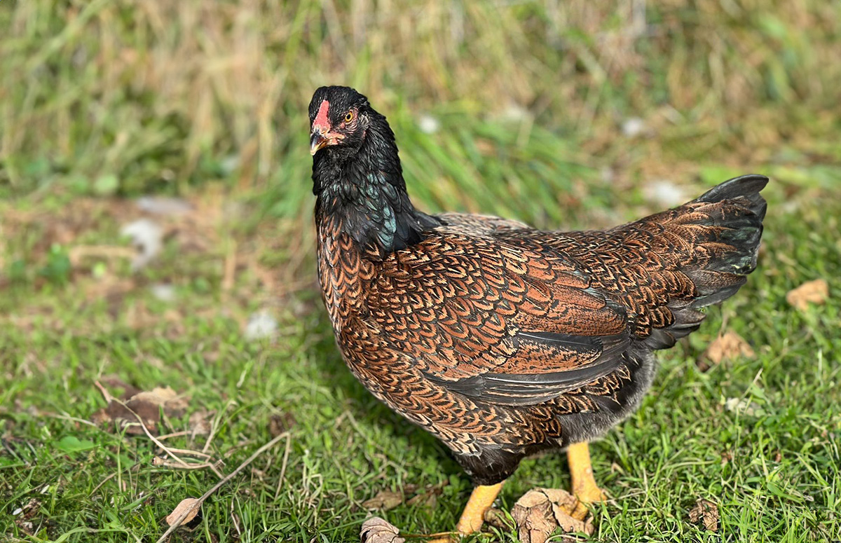 a cornish chicken