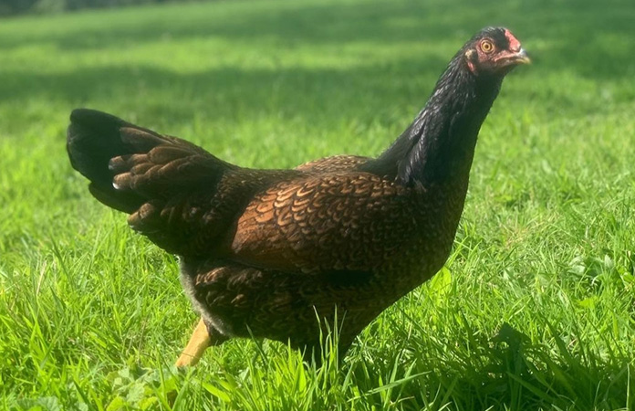 a cornish hen