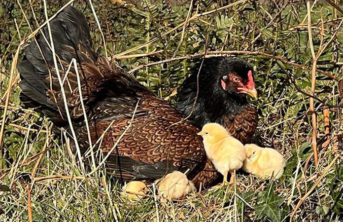a cornish hen with baby chicks