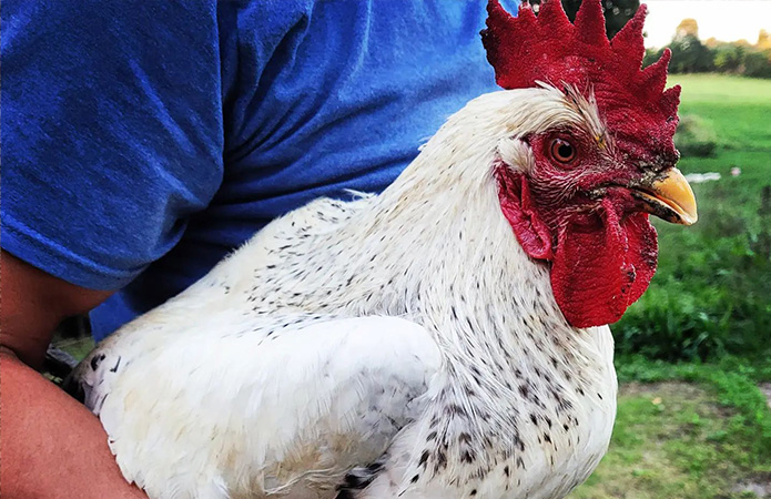 a delaware chicken rooster