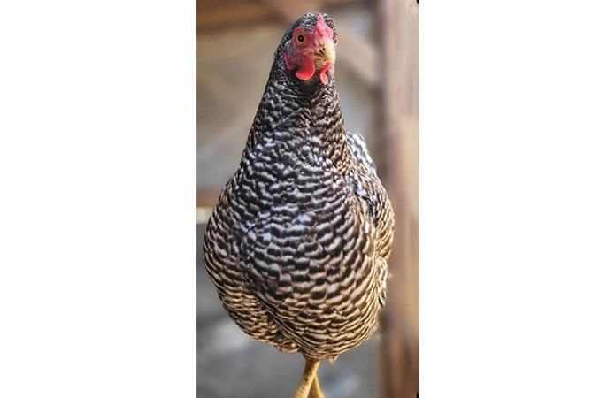 a dominique chicken