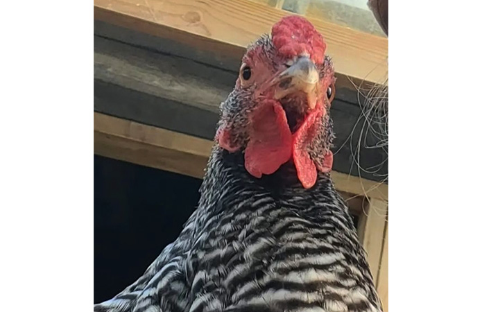 a close up from a dominique chicken