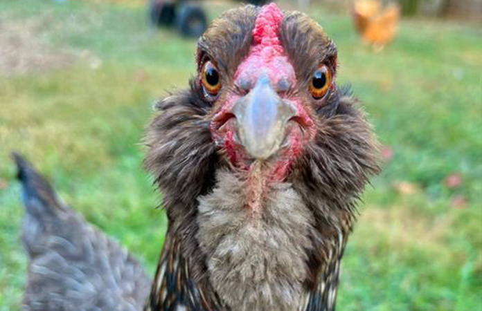 close up from an easter egger chicken