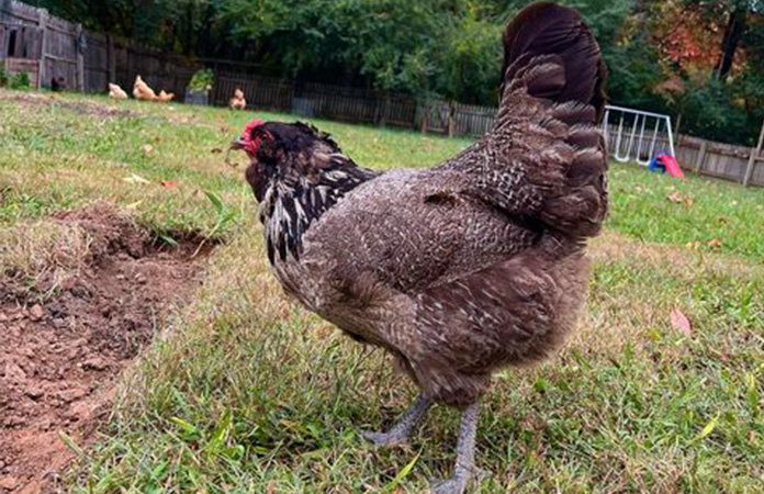 easter egger chicken
