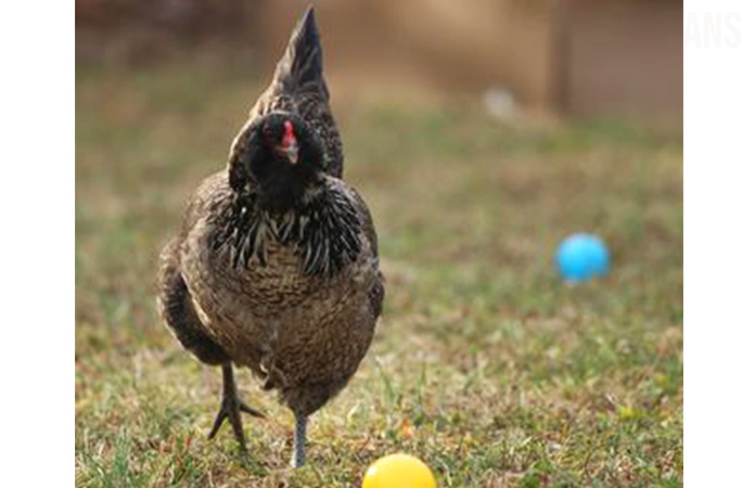 easter egger chicken