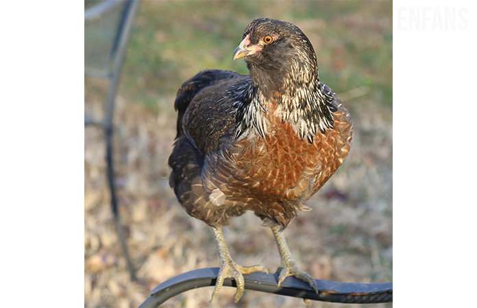 easter egger chicken