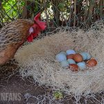 a chicken standing by a large pile of eggs