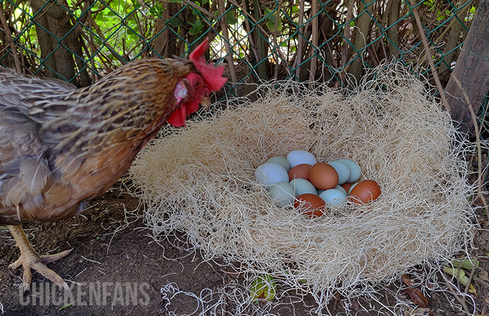 a chicken standing by a large pile of eggs
