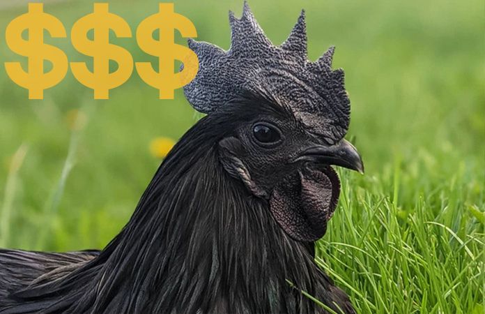 expensive chicken breeds