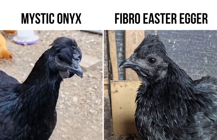 showing the mystic onyx chicken and the fibro easter egger as a cheap alternative for the most expensice chicken breed, the ayam cemani.