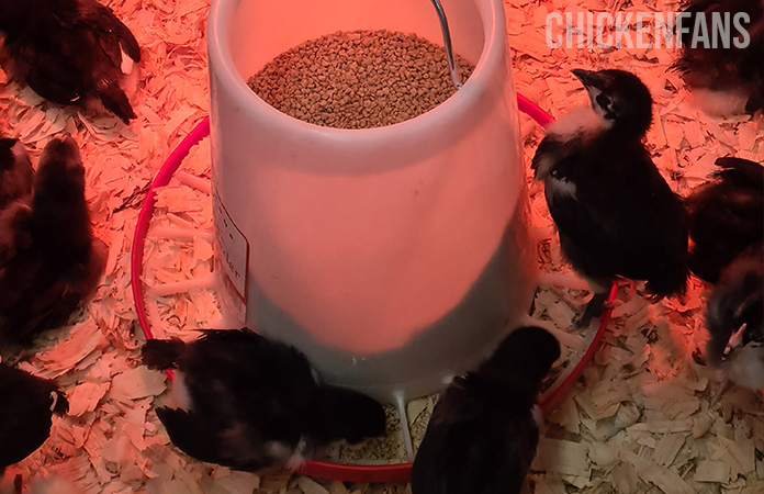 chicks sold at a local store coming from a hatchery