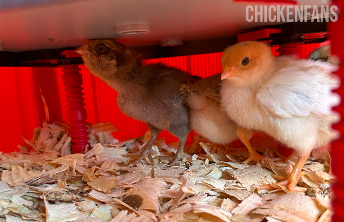 chicks inside a brooder