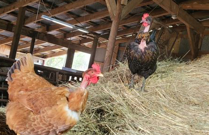 a naked neck chicken also known as turken