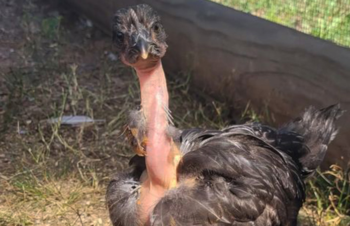 Naked Neck (Turken) Chicken: Not The Average Backyard Bird | Chicken Fans