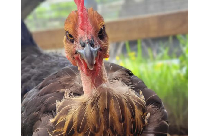 a naked neck chicken also known as turken