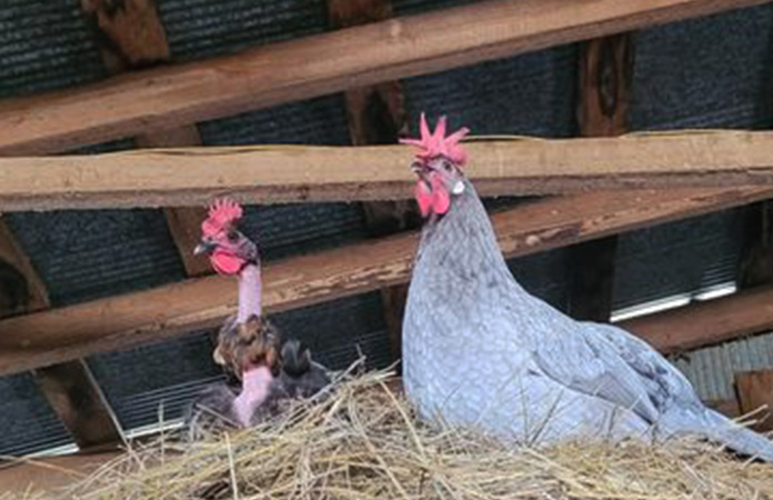 a naked neck chicken also known as turken