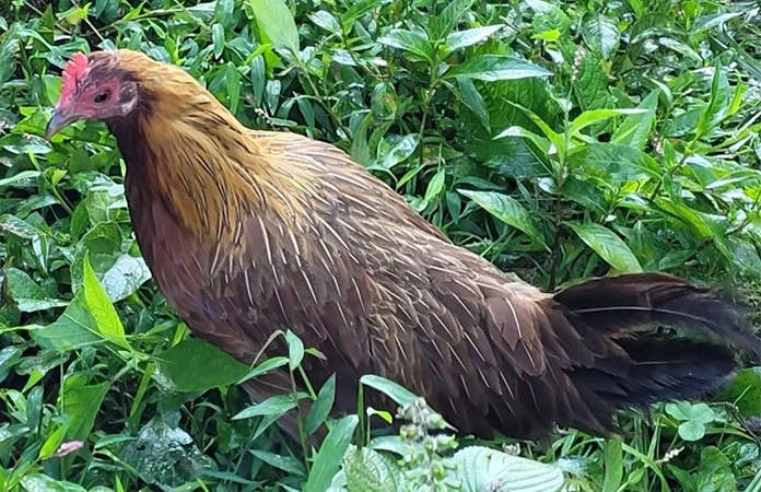 a phoenix chicken hen