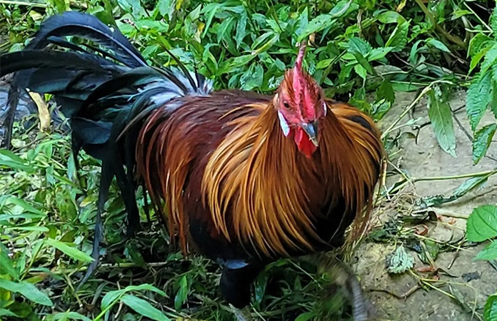 a phoenix rooster with his long tail