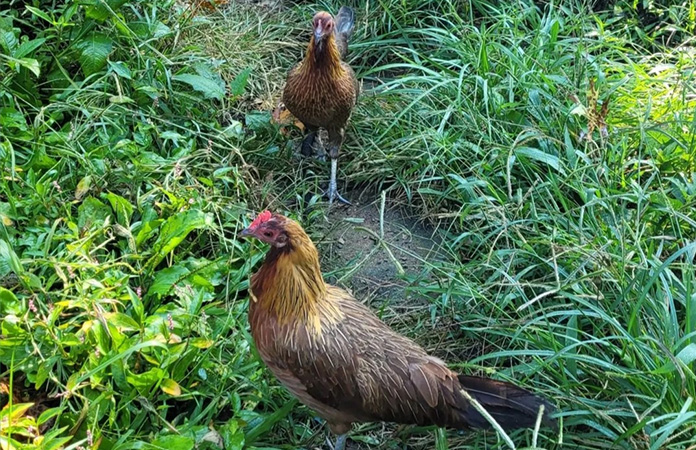 two phoenix hens