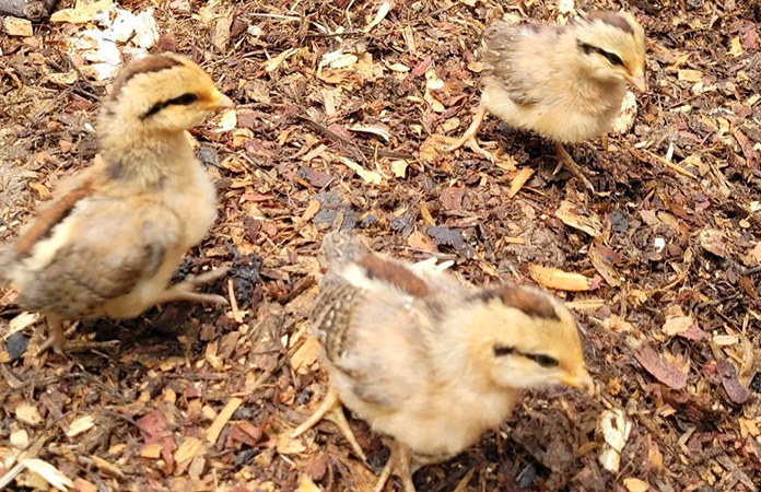 phoenix chicken chicks