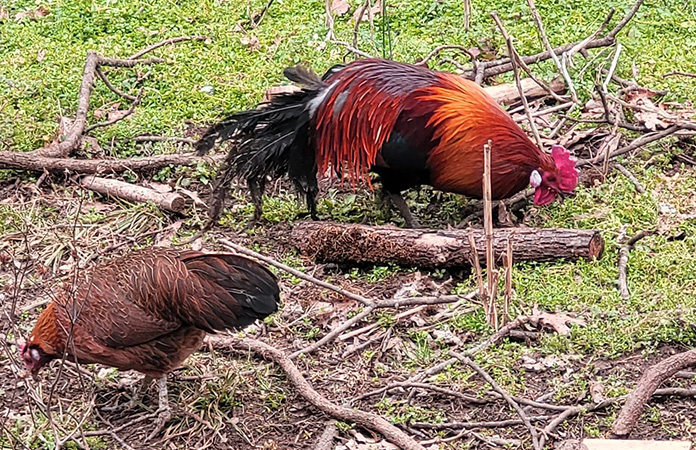 a phoenix rooster and hen