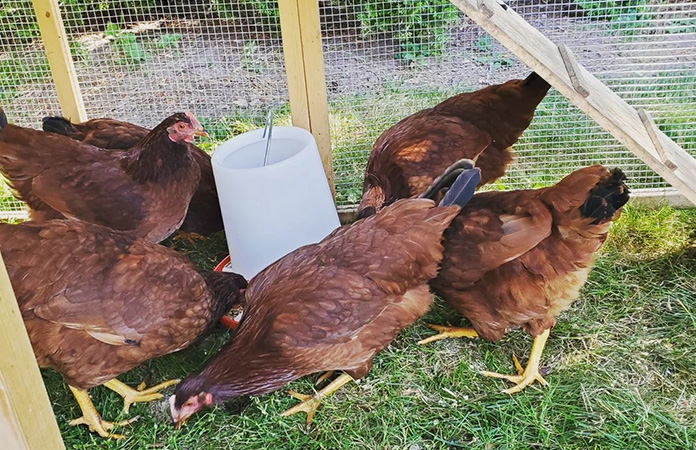 rhode island red laying hens
