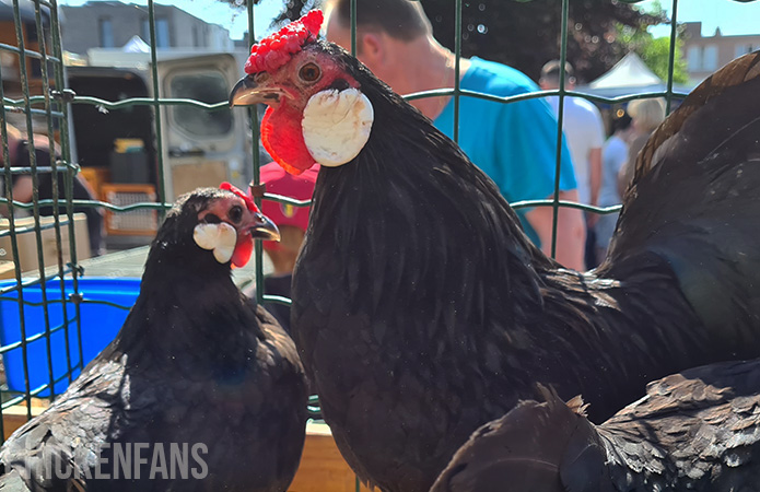 a rosecomb bantam