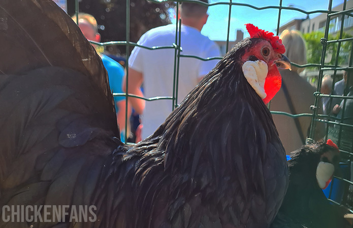 a rosecomb bantam